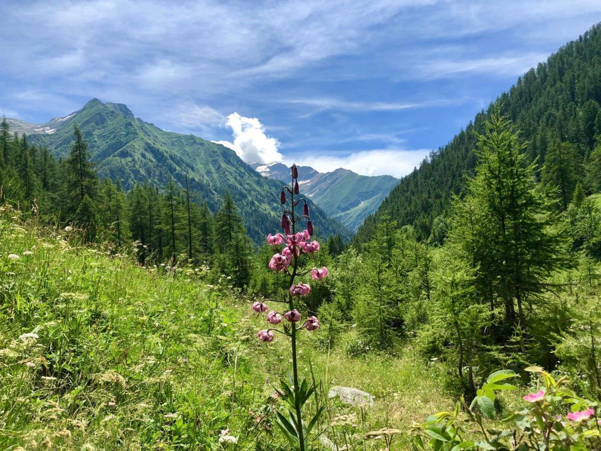 Chalet Rosa Dei Monti Piamprato Ngoại thất bức ảnh